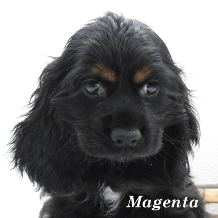 puppy, for, sale, Cocker Spaniel, Joe & Cherri  Overlease, dog, breeder, Miller, MO, dog-breeder, puppy-for-sale, forsale, nearby, find, puppyfind, locator, puppylocator, aca